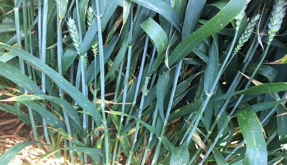 Septoria tritici symptoms on wheat at an RL trial site (untreated, disease rating '9')
